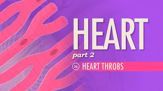 The Heart Part 2  Heart Throbs Crash Course Anatomy amp Physiology 26 [upl. by Elegna]