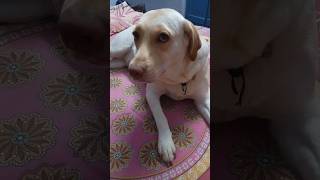 youtubeshorts labrador doglover shorts funny dog [upl. by Durwyn]