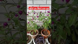 Gomphrena Plant care tips gomphrena [upl. by Earehc703]