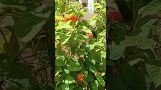 beautiful Lantana plant flowers nature shorts viral [upl. by Boru]