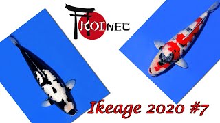 VERY NICE KOIMIX  Japan Koi Selektion 2020 7 [upl. by Persons388]