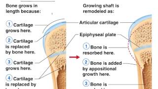 Bone formation healing remodeling [upl. by Goines]