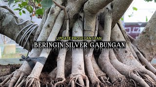 Update Proses Lanjutan Membuat Bonsai Beringin Silver Gabungan [upl. by Attenreb]