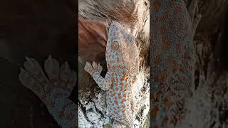 Gecko Sound gecko geckosound animals animallover [upl. by Julianna321]