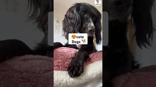 quotSpringer Spaniel The Energetic and Loyal Companionquotshorts viralvidio subscribe world animals [upl. by Wendin]