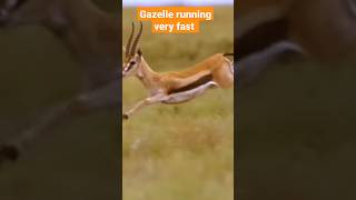 Gazelle running very fast  gazelle sound shorts gazelle [upl. by Tannenwald]