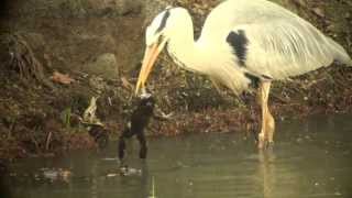 アオサギさんがカエルを一飲み（グロ注意） CAUTION grotesqueHow does a Grey heron swallow a frog [upl. by Labaw]