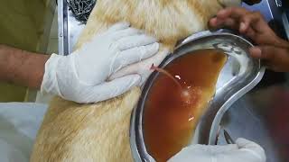 Cyst Drainage in Dogs  Veterinary Hospital  Pioneer Pets Hospital  Dr Masood [upl. by Zenas85]