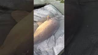 GROSSE carpe de Meuse big carpfishing carp fishing fishing fishingvideo youtubeshorts [upl. by Miuqaoj313]