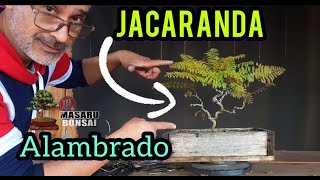 JACARANDA COMO HACER UN BONSAI  ALAMBRADO Y TIPS [upl. by Copp]