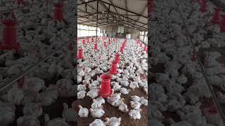 30Days Broiler birds jabbarpoultryfarm vetgrow5Premix telugubroilerfarminginformation poultry [upl. by Aicre607]