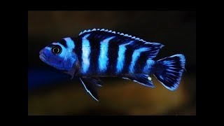 Demasoni and Blue lab Cichlids Part 1 [upl. by Aicul756]