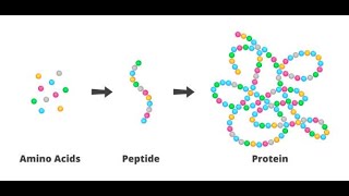 Immunity and peptides [upl. by Eirek171]