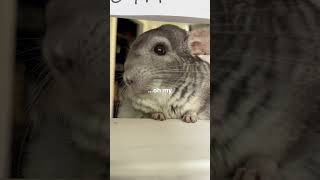 Share with someone who needs a sniff test 📝 stinky sniff chinchilla chip [upl. by Oderfodog]