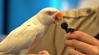 사람처럼 말하는 동물들ㅋㅋㅋㅣI interviewed animals with a tiny mic [upl. by Claiborne]