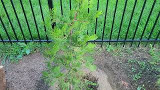 Incense Cedar Update calocedrus decurrens [upl. by Zap]