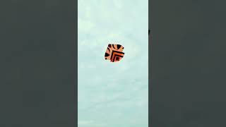 BIG GUDDA KITE FLYING [upl. by Mohun]