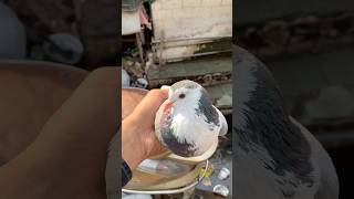 Pet market se shirazi pet lekar aaye 🥰kabootar minivlog shorts pet birdslover petsvlog vlog [upl. by Ellerey652]