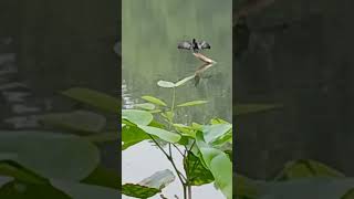 kingfisher bird trying to catch fish [upl. by Malory726]