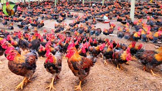 A Farm of 5000 Bright Red Crested Roosters Crowing a Relaxing Morning Greeting [upl. by Saloma]