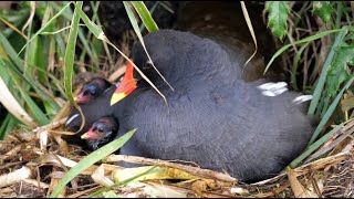 Common Moorhen family [upl. by Judsen]