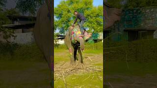 Bahubali stunt on elephant  stunt video shorts shortvideo stunt elephant bahubali [upl. by Nair72]