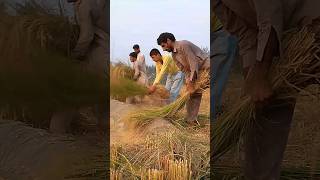 Paddy threshingvillagelife shortvideo [upl. by Doroteya]