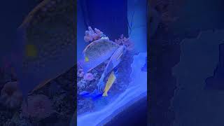 Algae fighters algea shortvideo shorts short music fish reef mixaquarium fishaquarium real [upl. by Dnalyram]