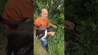 Betony stachys officinalis herbs cats foraging woodland gardendesign adventure hedges [upl. by Sacrod]