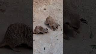 Familia de Suricatos del Bioparc Valencia shorts zoo [upl. by Amory]