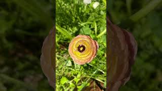 Ranunculus Ranunculi growing in a Sydney garden 🌸 [upl. by Mitran]