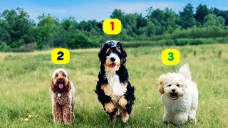 10 Best POODLE MIX BREEDS [upl. by Aken]