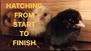 Hatching Chicken Eggs from Start to Finish Incubated Full 22 day series in one video [upl. by Zuckerman343]