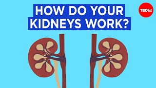 How do your kidneys work  Emma Bryce [upl. by Siraj891]