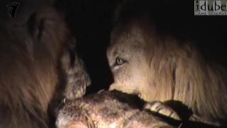 Incredible Scenes As Leopards Hyenas Lions And Vultures All Feed Off One Giraffe [upl. by Duane]