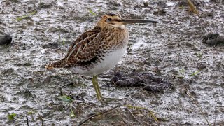 Common Snipe Gallinago gallinago in Rain [upl. by Plantagenet]