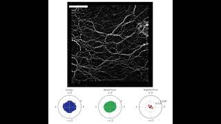 Anisotropy of photoelastic granular material under isotropic compression [upl. by Inalawi]