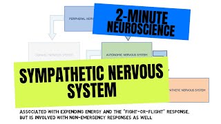 2Minute Neuroscience Sympathetic Nervous System [upl. by Alfonso]