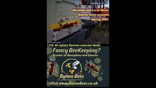 Buckfast honeybees and local bred welsh black available spring 2025 visit wwwbyneabeescouk [upl. by Prent272]