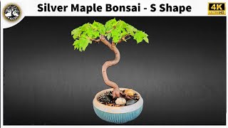 Silver Maple Bonsai  S Shape [upl. by Lawler]