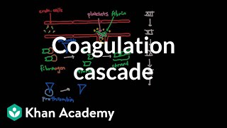 Coagulation cascade  Human anatomy and physiology  Health amp Medicine  Khan Academy [upl. by Ferna]