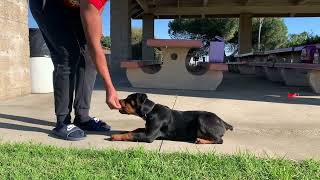 3 Month Old Rottweiler Puppy Basic Obedience Training [upl. by Harat968]