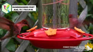 Attend Hummingbird Fest at Plum Creek Nature Center [upl. by Ardna959]