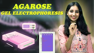 AGAROSE GEL ELECTROPHORESIS I Technique  Complete Details [upl. by Acilejna]