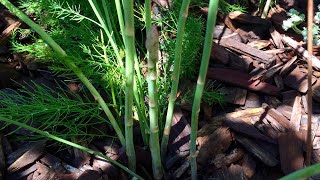 Asparagus Plant  UC 157 F1 Update [upl. by Andrew]