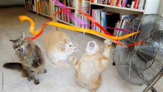 Cats Play With Fan Ribbons [upl. by Tema]