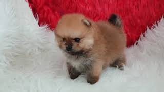 pomerania toy yourminidogcom [upl. by Nnylram]