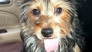 Cute Yorkie Poo Lily is bonkers for blueberries yorkipoo cute dog viral subscribetomychannel [upl. by Rebmetpes]