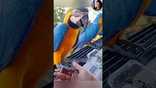 আজকে Parrot পাখিকে কলা খাওয়ালাম।shorts ytshorts parrot [upl. by Ahsieni207]