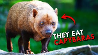 The Bush Dog Is So Rare They Thought It Was Extinct [upl. by Lunneta165]